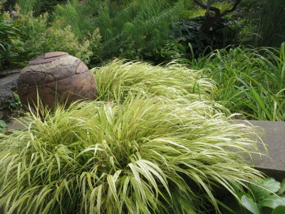 Hakonechloa macra 'Aureola'_2768.jpg