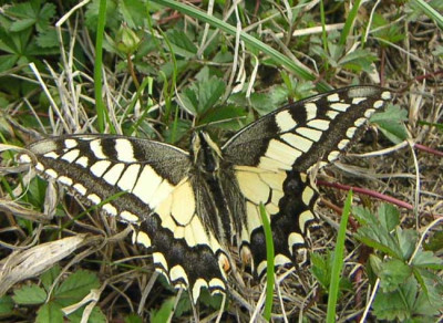 Schmetterling1.jpg