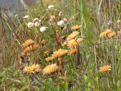 2015-10-30 Chrysanthemum 'Kleiner Bernstein'.jpg