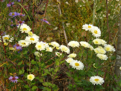 2015-10-30 Chrysanthemum 'Poesie'.jpg