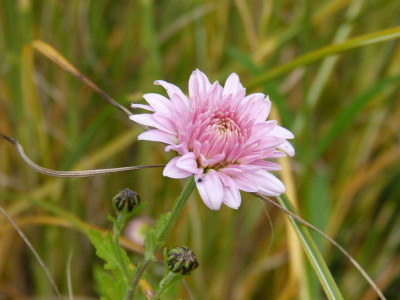 2015-10-30 Chrysanthemum 'Romantica'.jpg