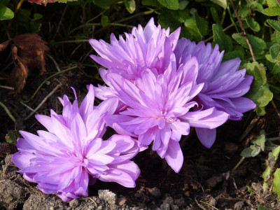 2015-10-30 Colchicum autumnale 'Pleniflorum'.jpg
