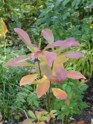 2015-10-30 Franklinia alatamaha.jpg