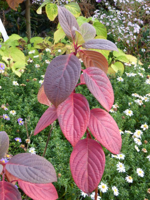 2015-10-30 Hydrangea paniculata 'Early Sensation'.jpg