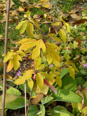2015-10-30 Sassafras albidum.jpg