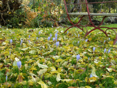 2015-10-30 Herbstkrokusse 1.jpg