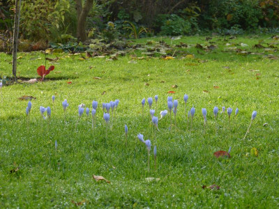 2015-10-30 Herbstkrokusse 2.jpg