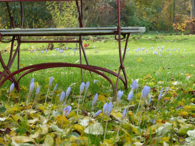 2015-10-30 Herbstkrokusse 4.jpg