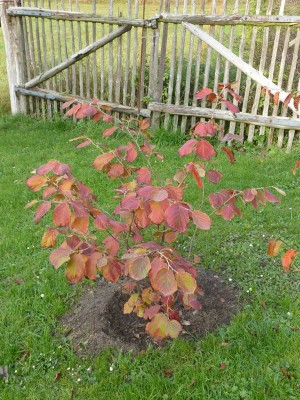 2015-10-30 Hamamelis ''Kenobi''.jpg