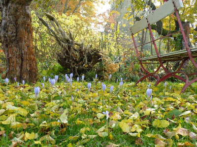 2015-10-30 Garten 2.jpg