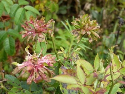 2015-10-30 Rosen 'Viridiflora'.jpg
