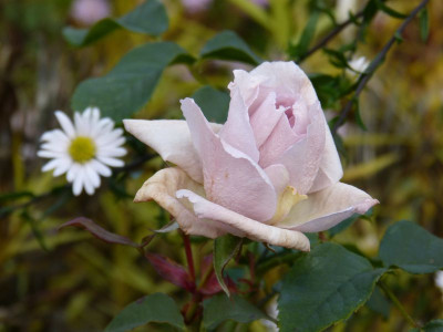 2015-10-30 Rosen 'Laika'.jpg