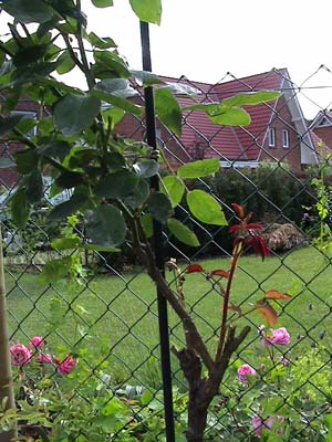 Tapfere_Mary_Rose.jpg