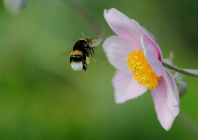 Hummel-im-Flug-2.jpg