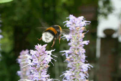 Hummel-im-Flug-3-1.jpg