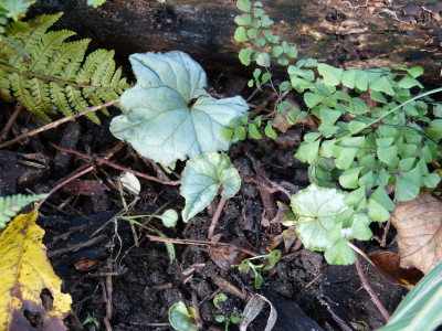 2015-10-30 Cyclamen hederifolium 'Pewter Group'.jpg