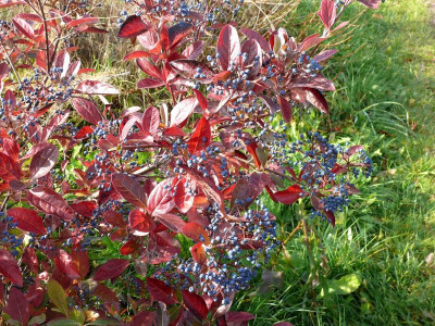 Viburnum nudum_Thar.Am._P1110877.JPG