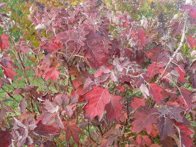 Hydrangea quercifolia_Thar.Am._.JPG
