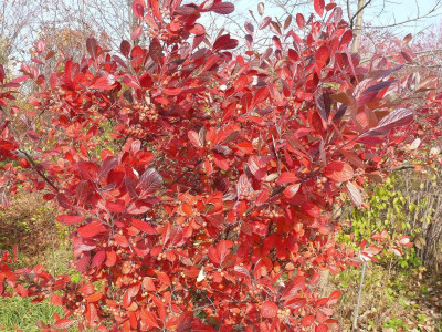 Aronia arbutifolia_Thar.Am._P1110892.JPG