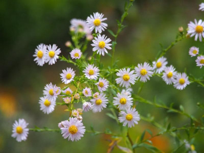 Aster_unbekannt1.jpg