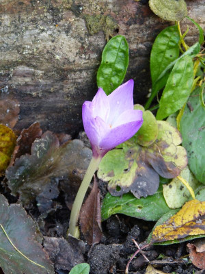 2015-10-30 Colchicum speciosum.jpg