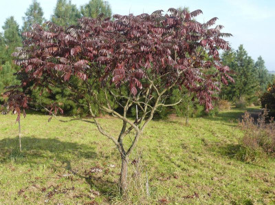 Rhus glabra_Thar.Am._P1110832.JPG