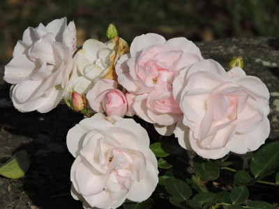 DSCN2634.JPG