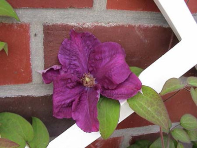 clematis_rhaverine.jpg