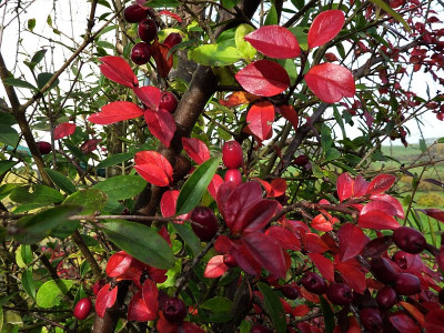 herbstctoneaster.jpg