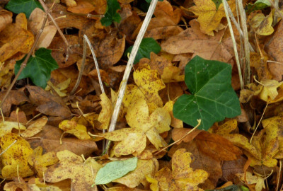 herbst a.jpg