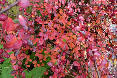 herbstcotoneaster 2.jpg