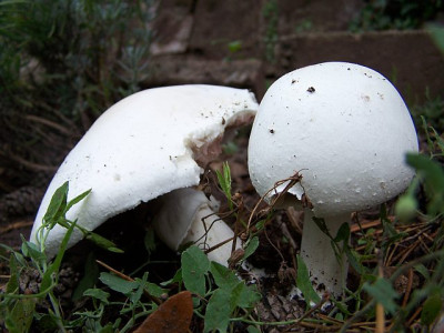 agaricus_arvensis.jpg