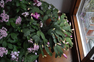 Schlumbergera 4.jpg