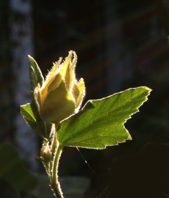Lavatera-Olbia-im-Abendlich.jpg