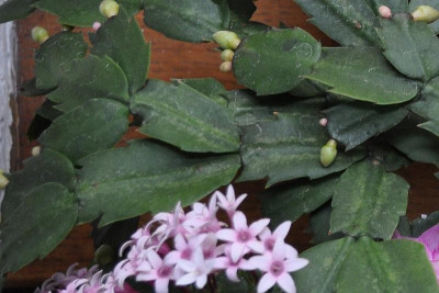 Schlumbergera 5.jpg