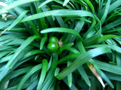Ophiopogon grüne Früchte DSCN9866.JPG