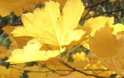 Sorbus torminalis Detail.jpg