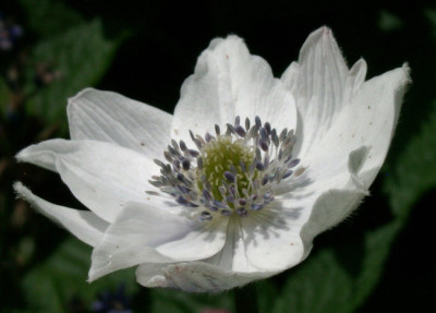 06030043_eAnemeone_levellei.JPG