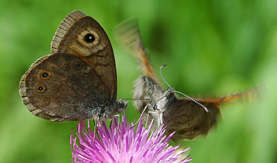 DSC_0151__.jpg