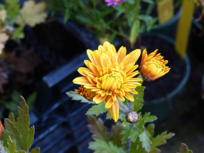 2015-11-01 Chrysanthemum.jpg
