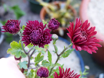 2015-11-01 Chrysanthemum 'Brennpunkt' - 'Königssohn'.jpg