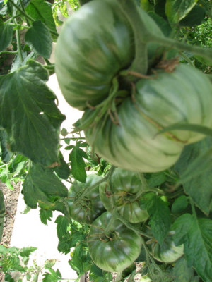 WhiteTomesol5web.jpg