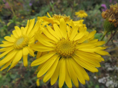 chrysopsis GS.jpg
