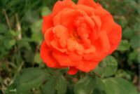 rote_rose.jpg