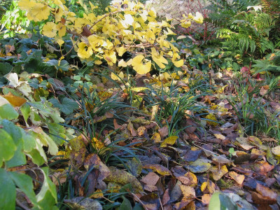 Ophiopogon (Kopie).jpg