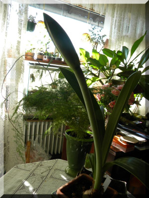 DSCN5065_6.jpg