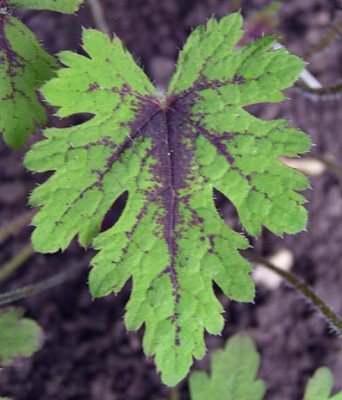 a_tiarella_seafoam.jpg