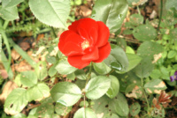 Rose_Dunkel.jpg