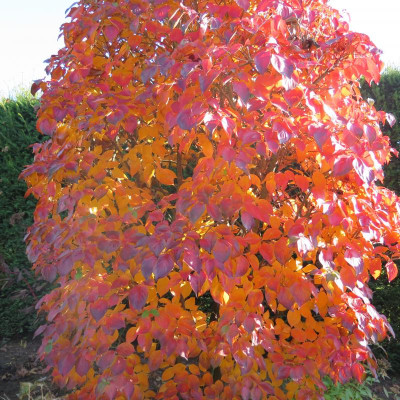 IMG_1420.JPG