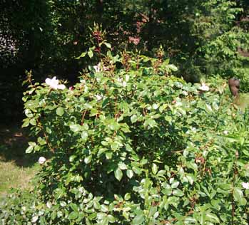 Petit_Papillon_Hab_Deta_05_kKopie.jpg